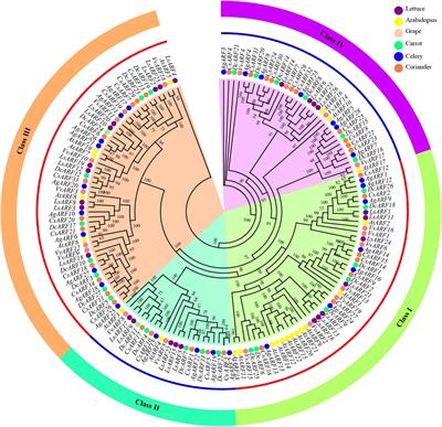 Genome-Wide Identification and Comparative Analysis of ARF Family Genes in Three Apiaceae Species